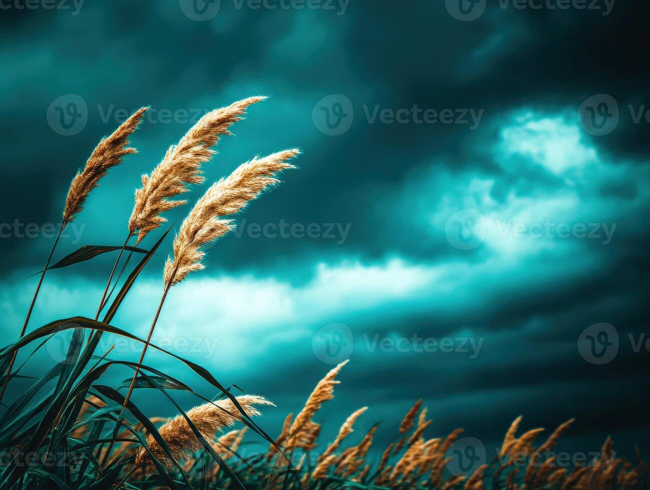 Tall grass in front of a stormy sky photo