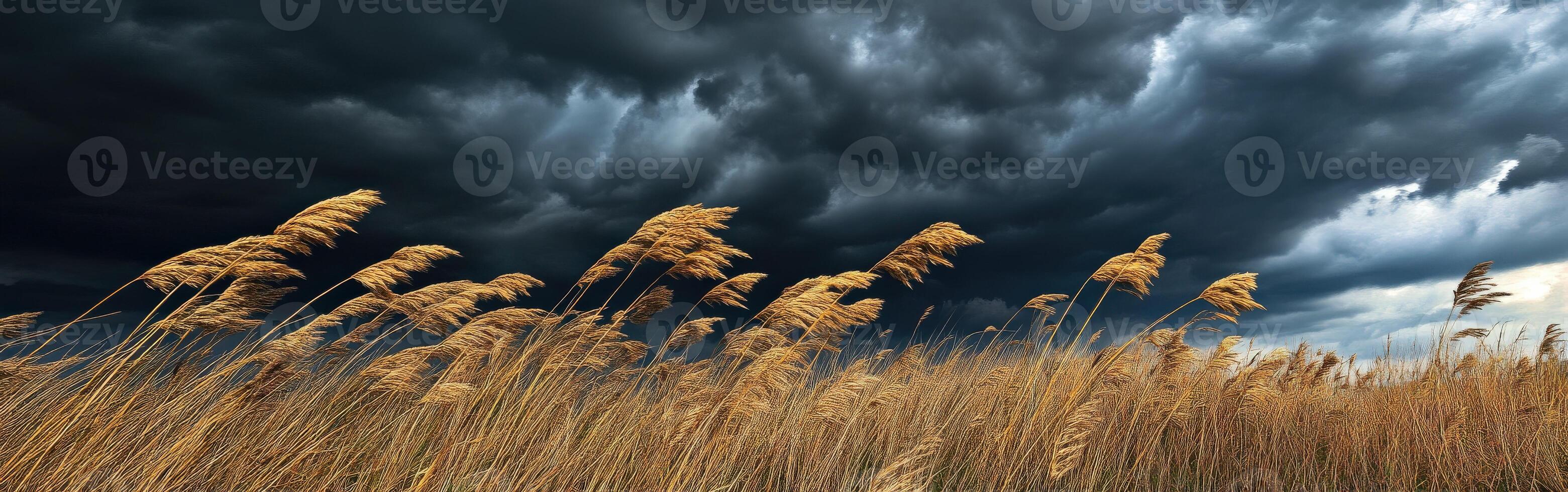 Storm clouds over a field of tall grass photo