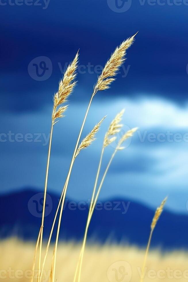 A field of tall grass with blue sky in the background photo