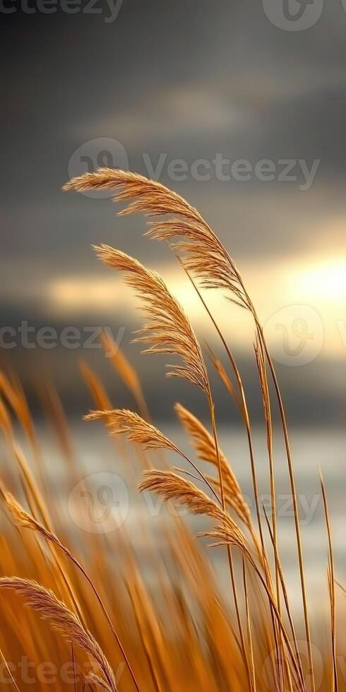 A field of tall grass with a sunset in the background photo