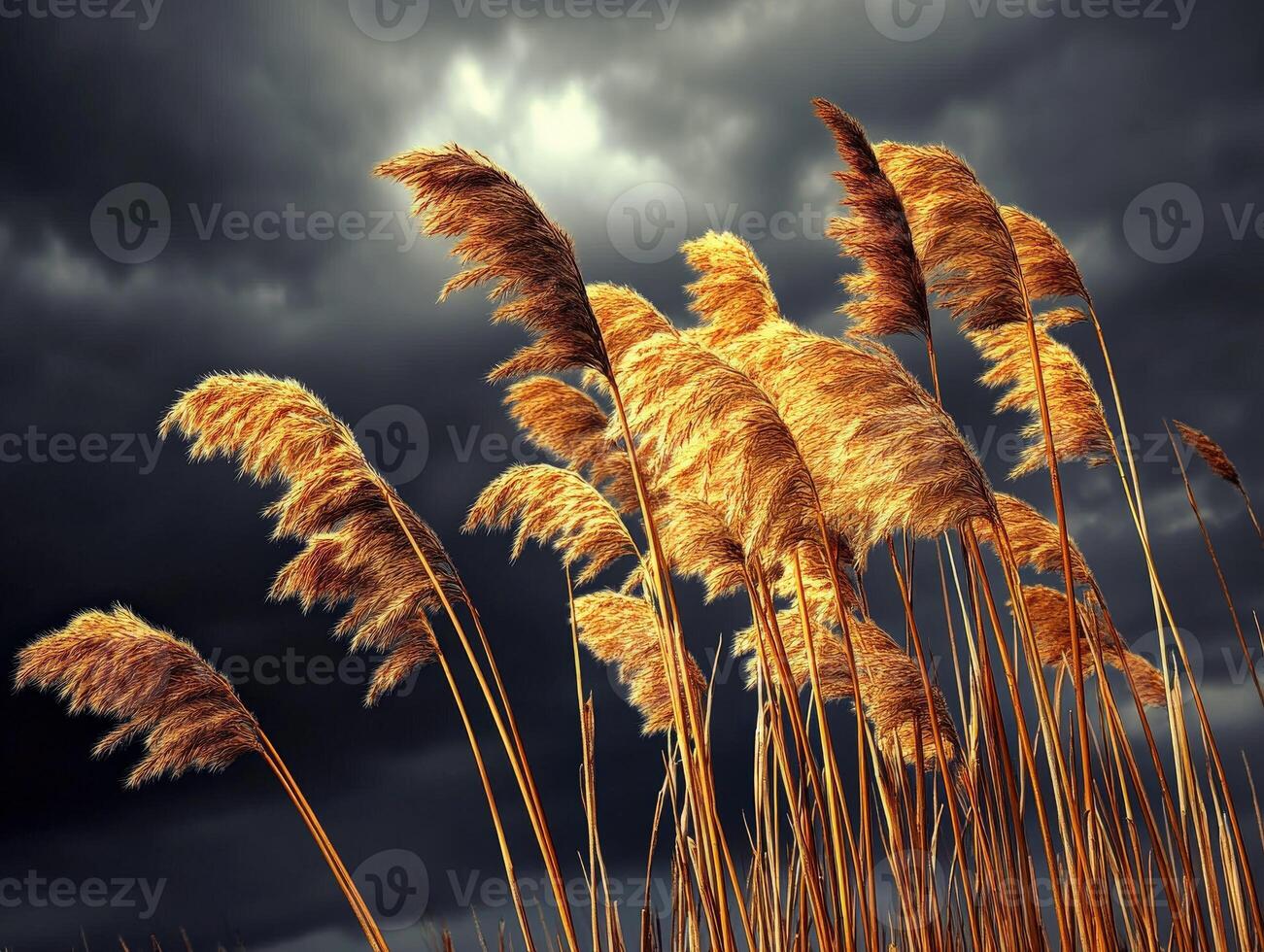 Reeds in the wind under a stormy sky photo