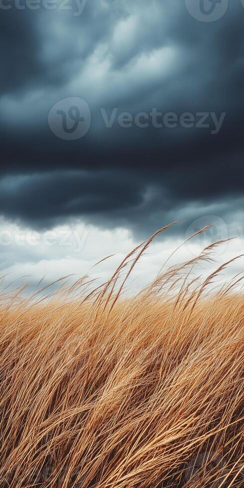 A field of tall grass with stormy skies photo