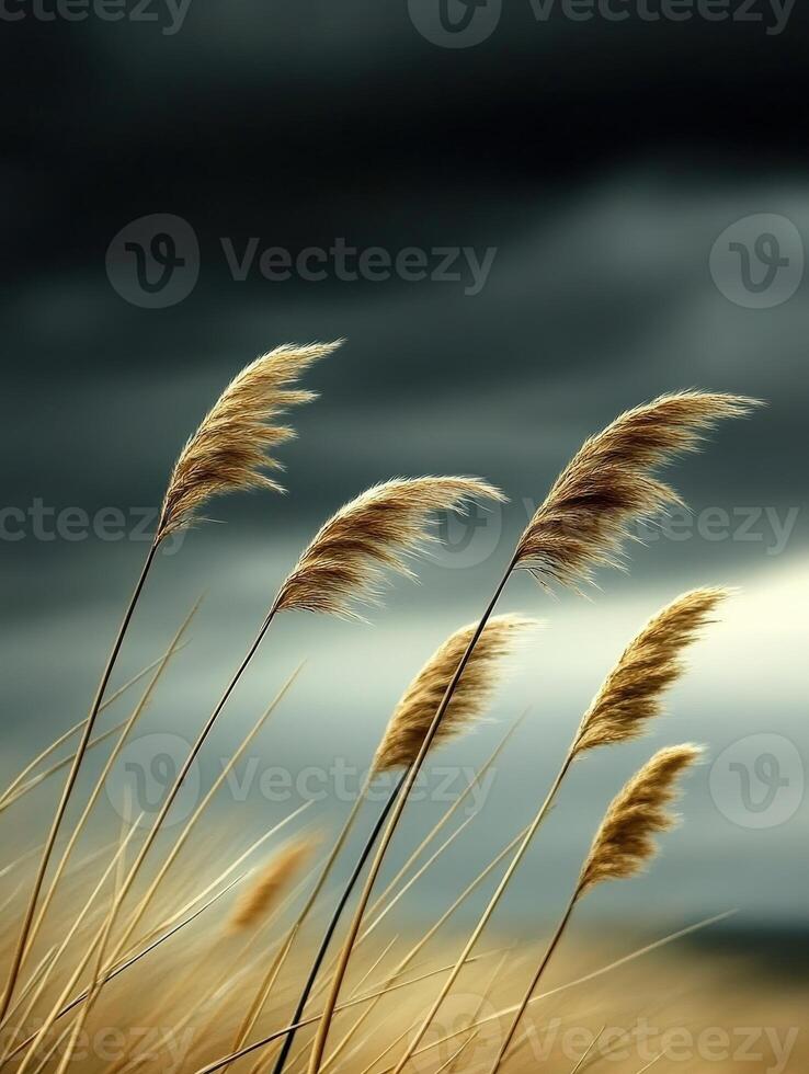 Three tall grasses blowing in the wind under a dark sky photo