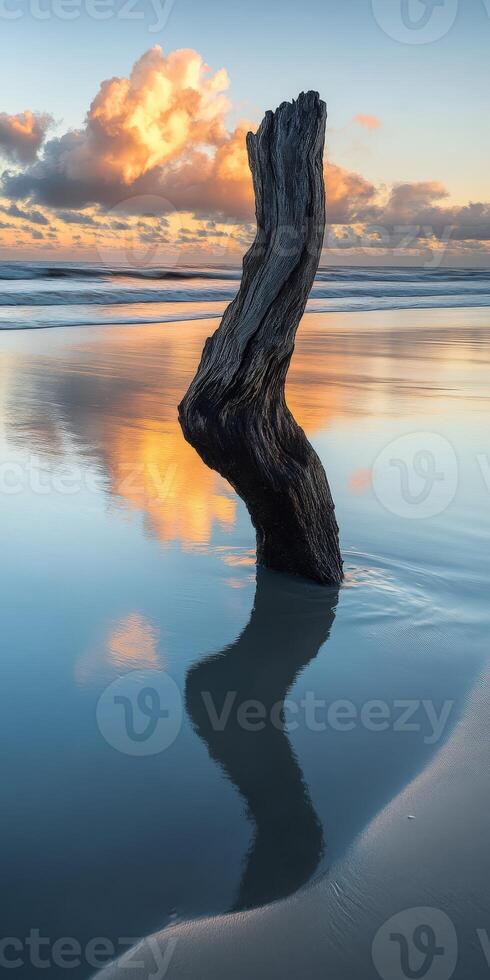 A tree stump on the beach at sunset photo