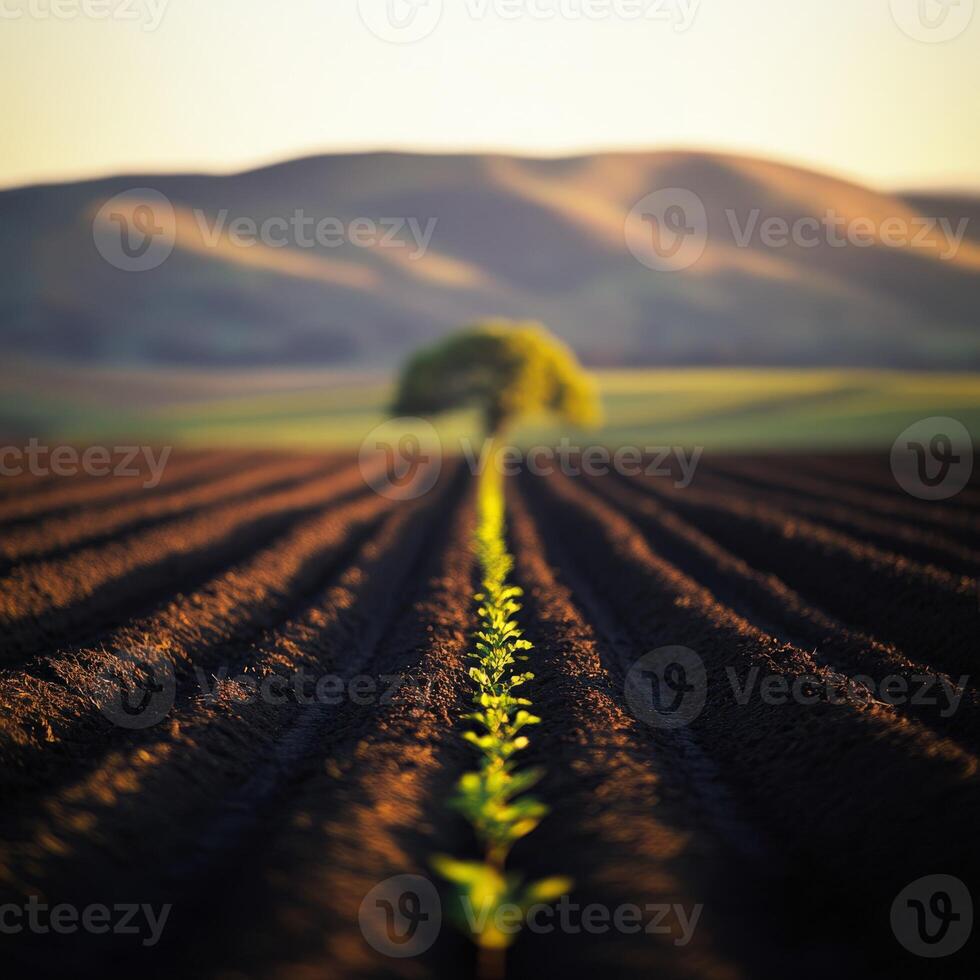 A lone tree is growing in a field photo