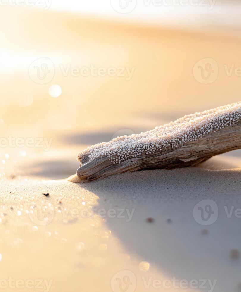 A piece of driftwood on the beach photo