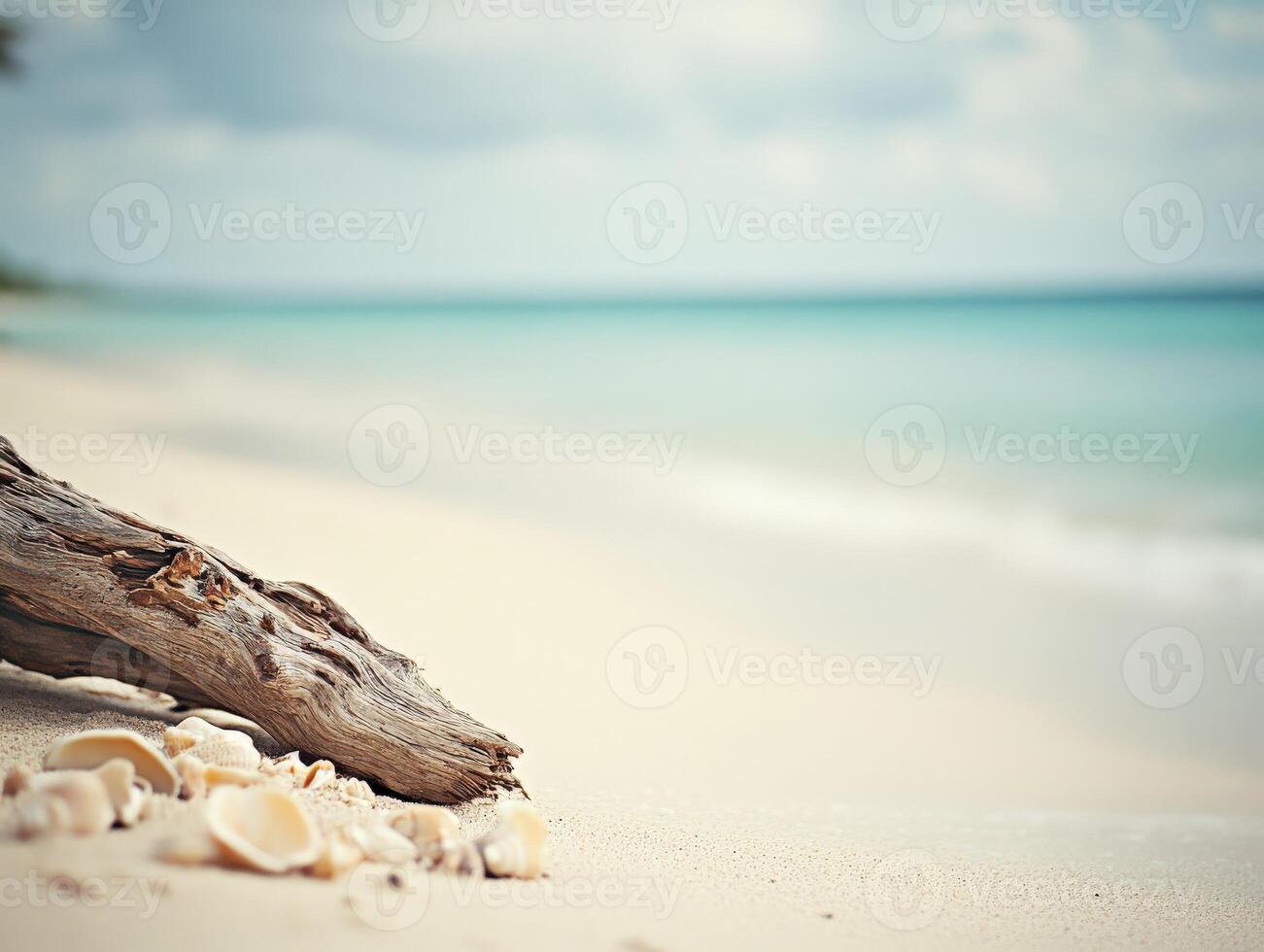 A log on the beach with shells and water photo