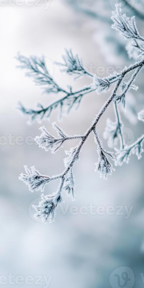 Frosty branches of a tree in winter photo