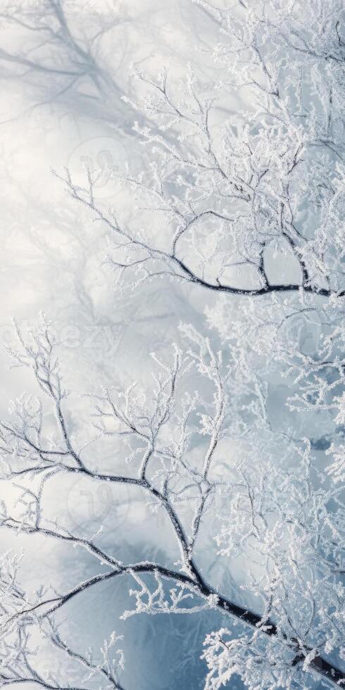 Winter landscape with snow covered trees and branches photo