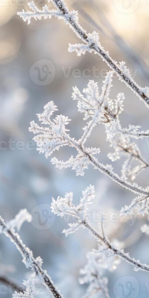 Frosty branches with snow on them in the winter photo