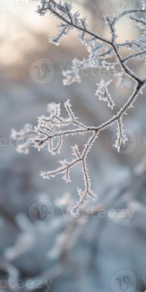 Frosty branches on a tree in the winter photo