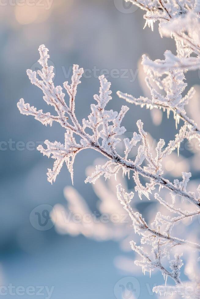 Frosty branches on a snowy day photo