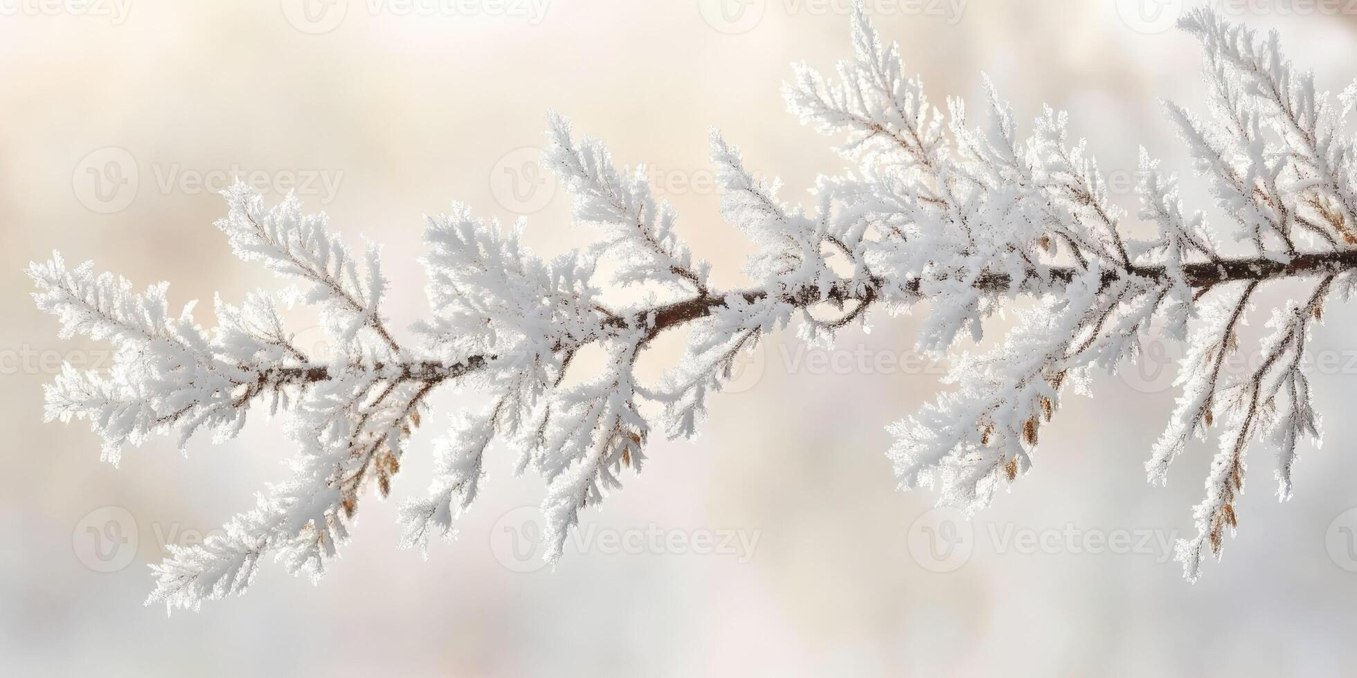 Frosty branches on a snowy background photo
