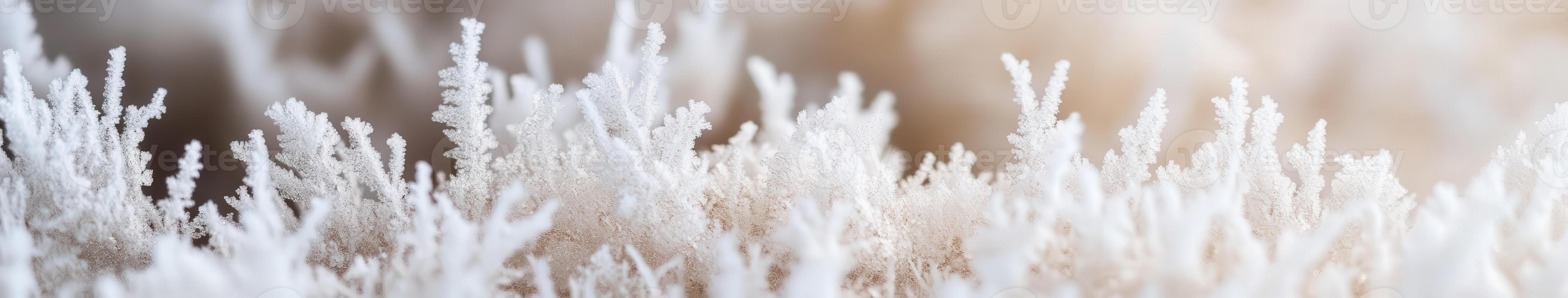 Frosty grasses in the winter photo
