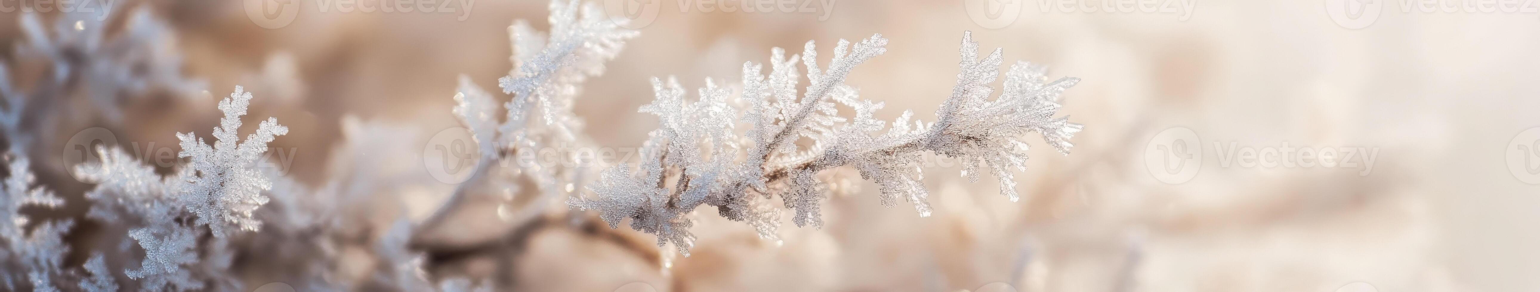 Frosty plants in the winter photo