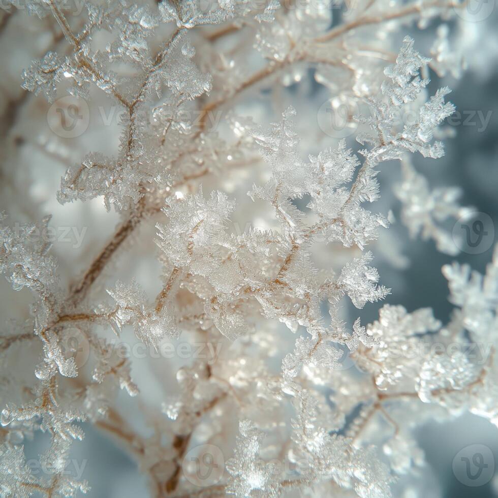 Frosty branches on a tree in the snow photo