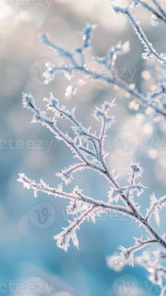 Frosty branches with snow on them in front of a blue sky photo
