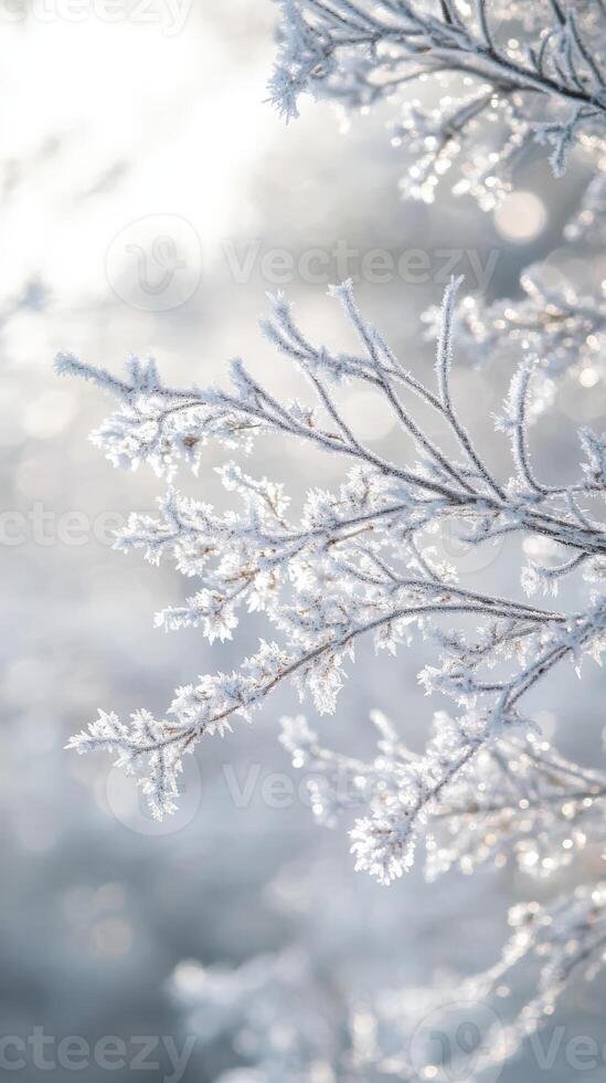Frosty branches of a tree with sunlight shining through photo