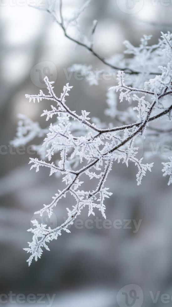 Frosty branches in winter photo