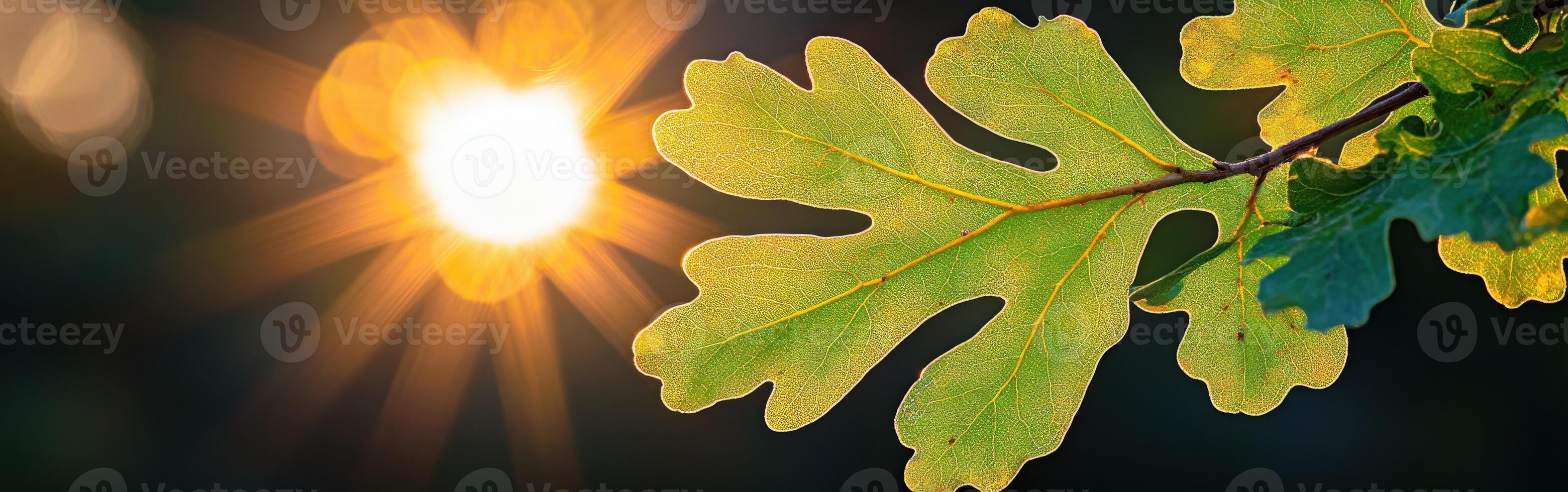 A leaf with the sun shining through it photo