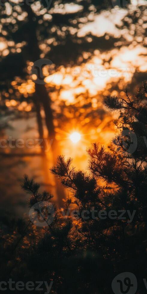 Sunset through trees photo