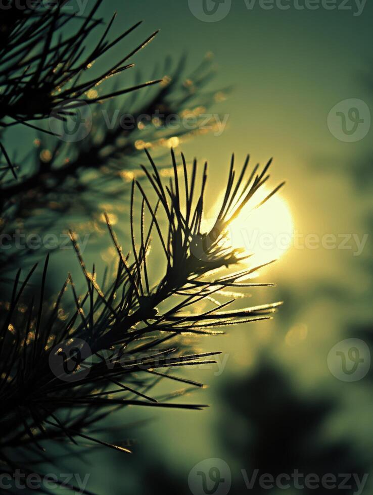 The sun is shining through the branches of a pine tree photo