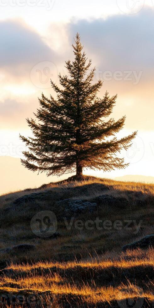 A lone tree on a hill photo