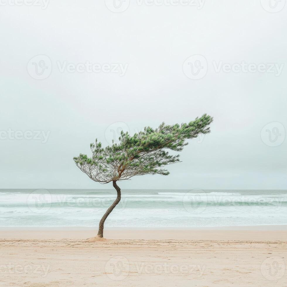 A lone tree on the beach with the ocean in the background photo