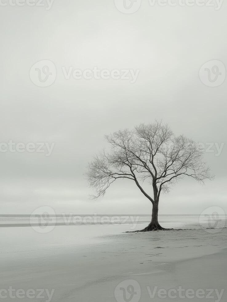 A lone tree stands on the beach in a foggy day photo