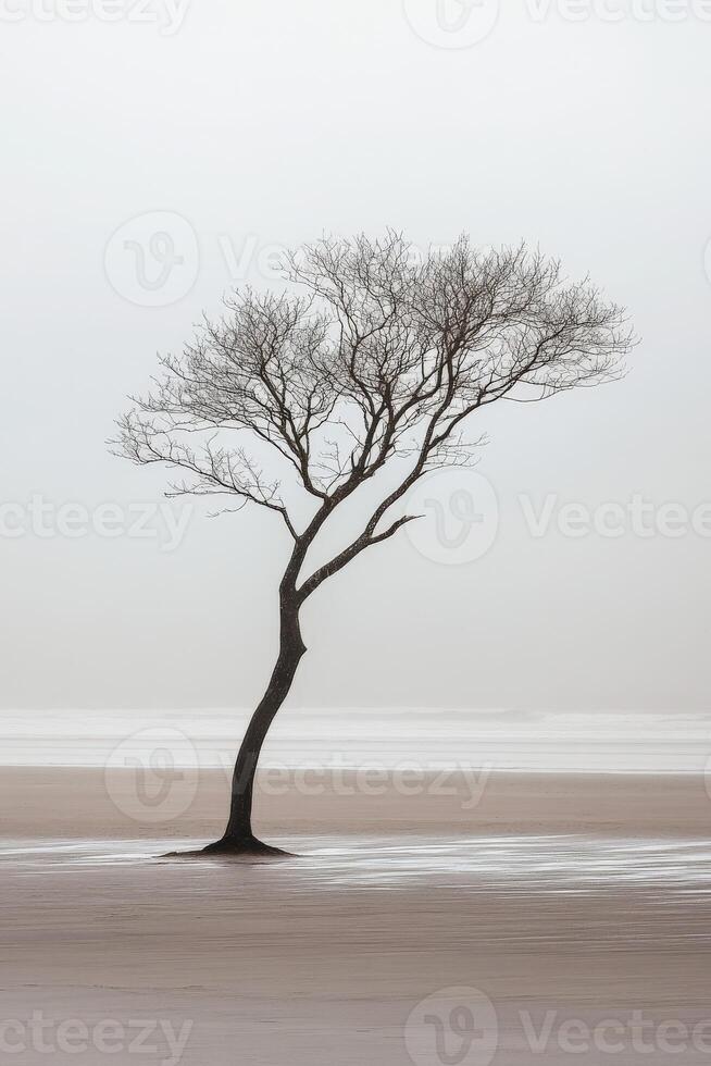 A lone tree stands alone on a beach in the fog photo