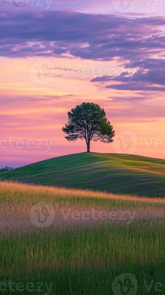 A lone tree stands in the middle of a field at sunset photo