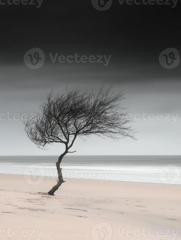 A lone tree stands on the beach under a dark sky photo