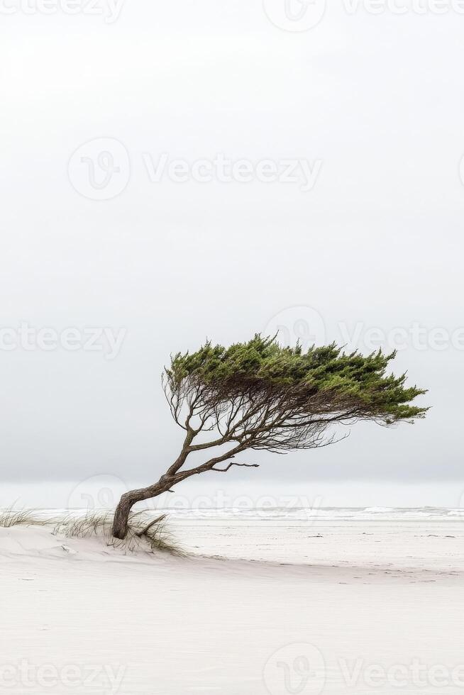 A lone tree on the beach with a foggy sky photo