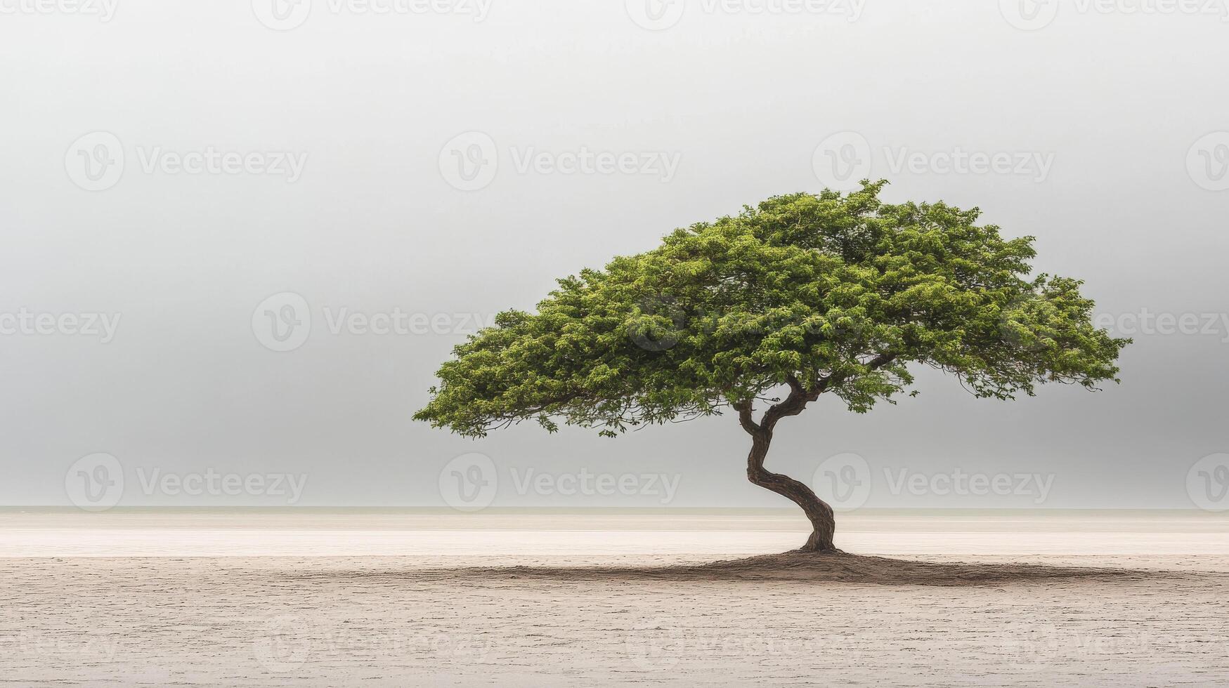 A lone tree stands in the middle of a sandy beach photo