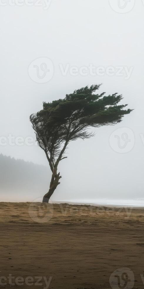 A lone tree on the beach in the fog photo