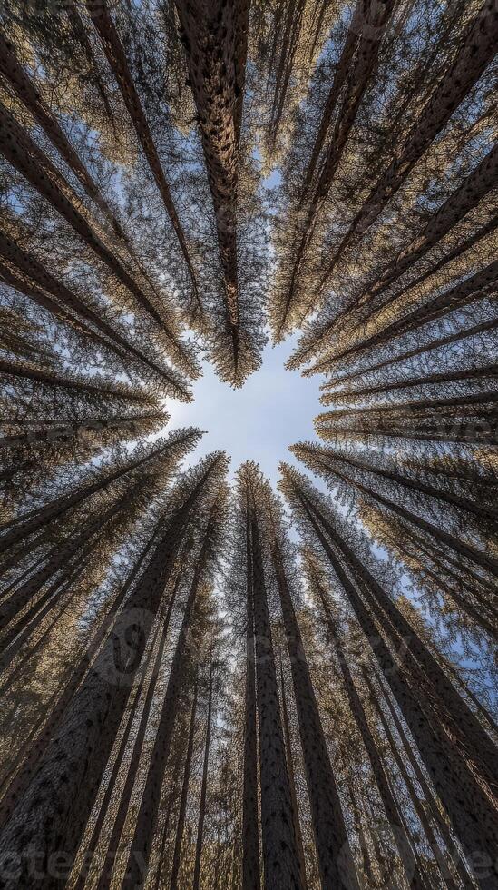 A view looking up at the top of a pine forest photo