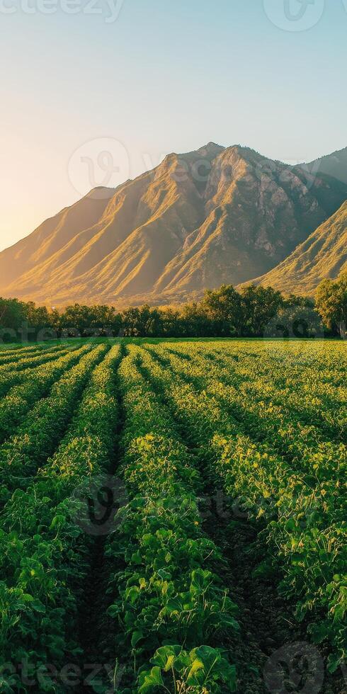 A field of green crops with mountains in the background photo