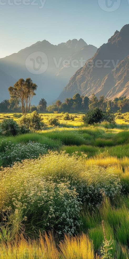 A field of grass and wildflowers in the mountains photo