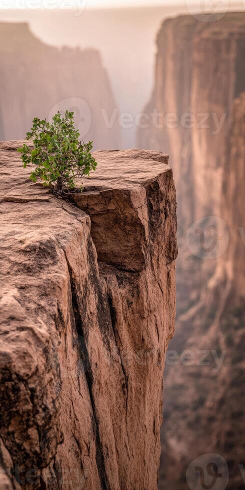 A lone tree grows out of the edge of a cliff photo