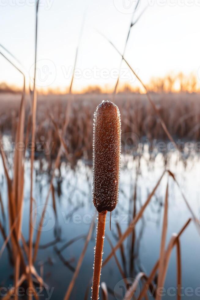 A cattail stick is in the water with reeds photo