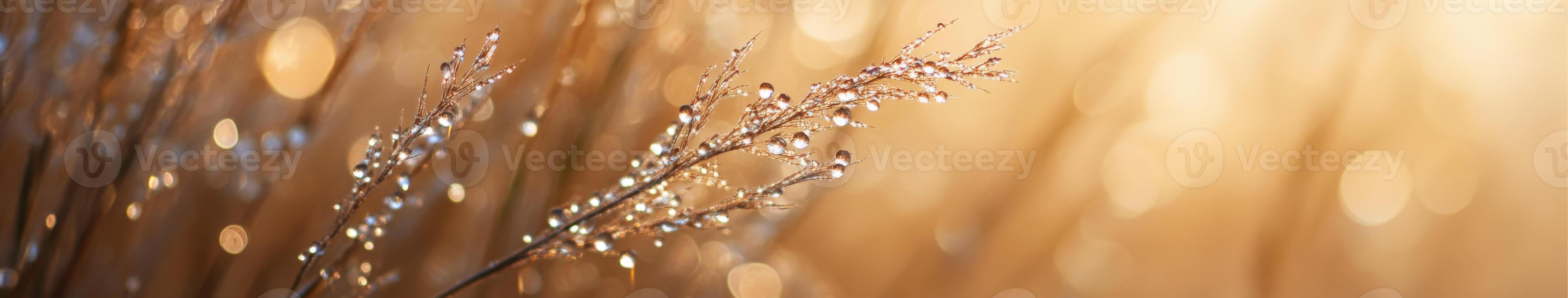 A close up of some grass with a sun shining photo