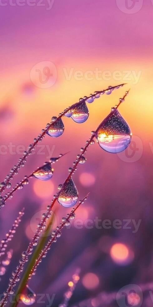 Water droplets on grass with sunset in the background photo