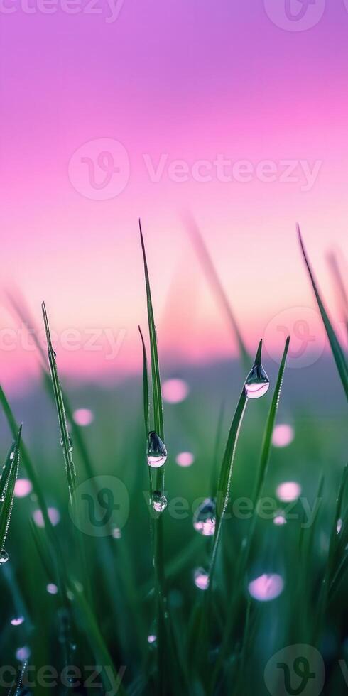 Water droplets on grass with pink sky background photo