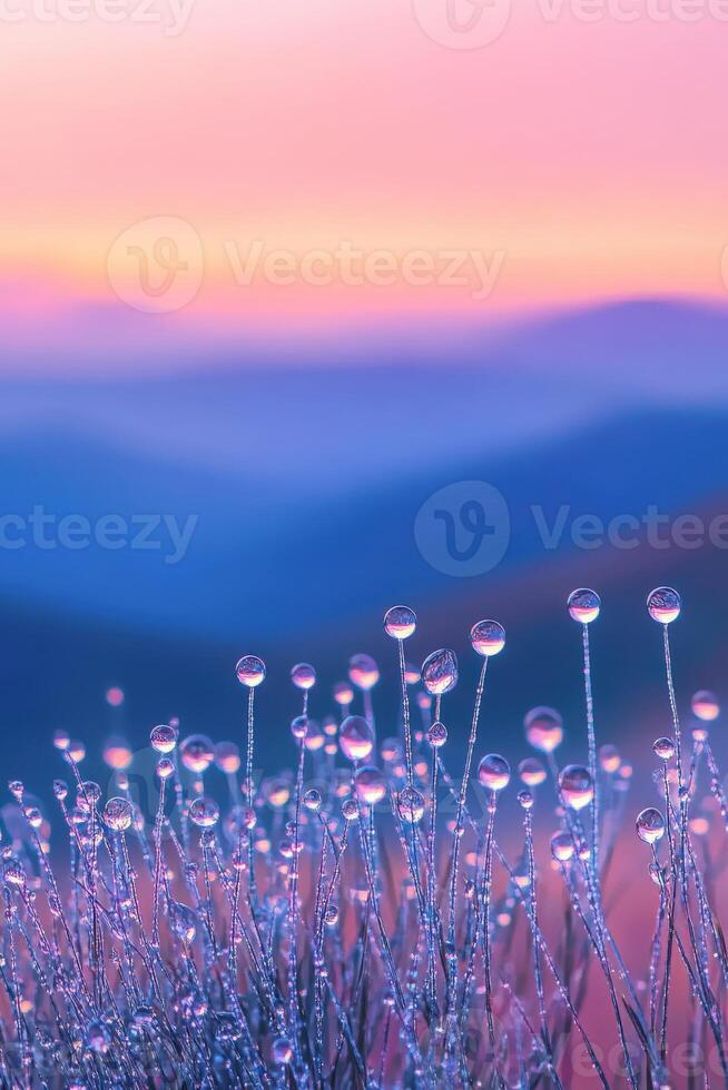 Dew drops on grass in the mountains at sunset photo