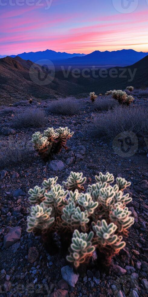 A desert landscape with a few plants and mountains photo
