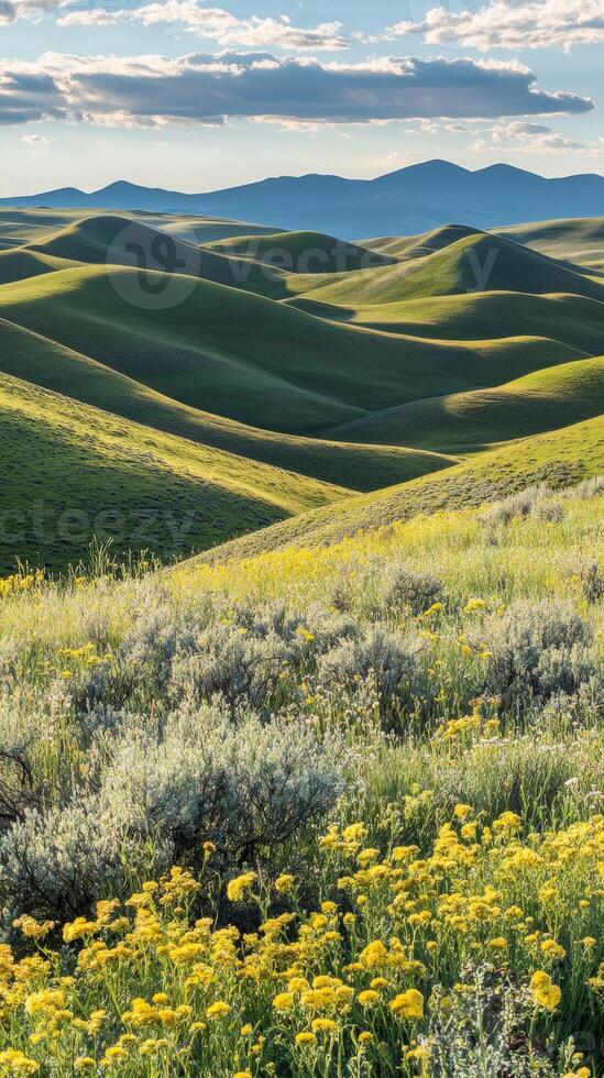 A field of yellow flowers photo