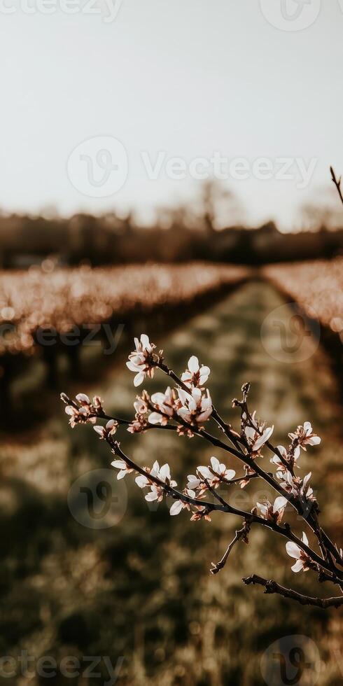 Blooming flowers in vineyard rows photo