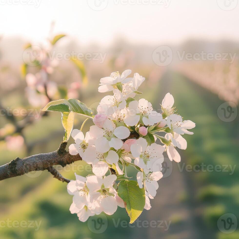 Sunny orchard flowers photo