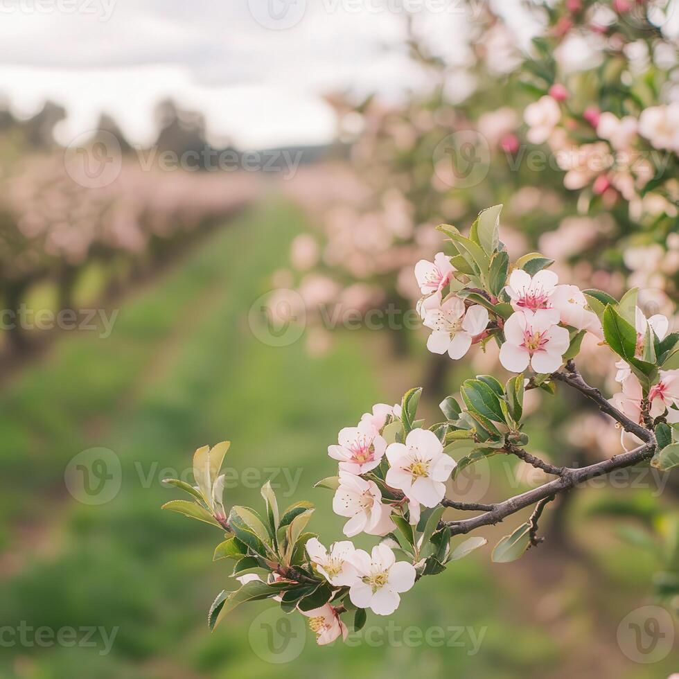 Blooming apple blossoms in spring photo