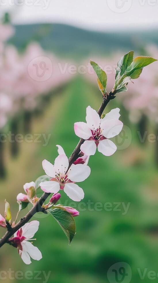 A branch of a tree with pink flowers in the middle photo